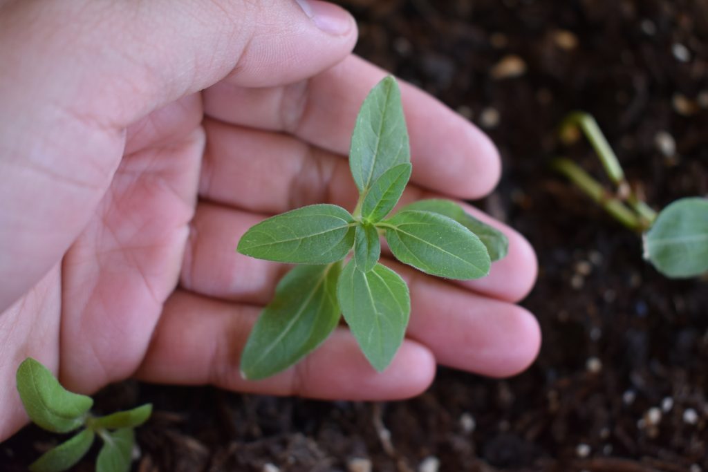 Earth Day plant