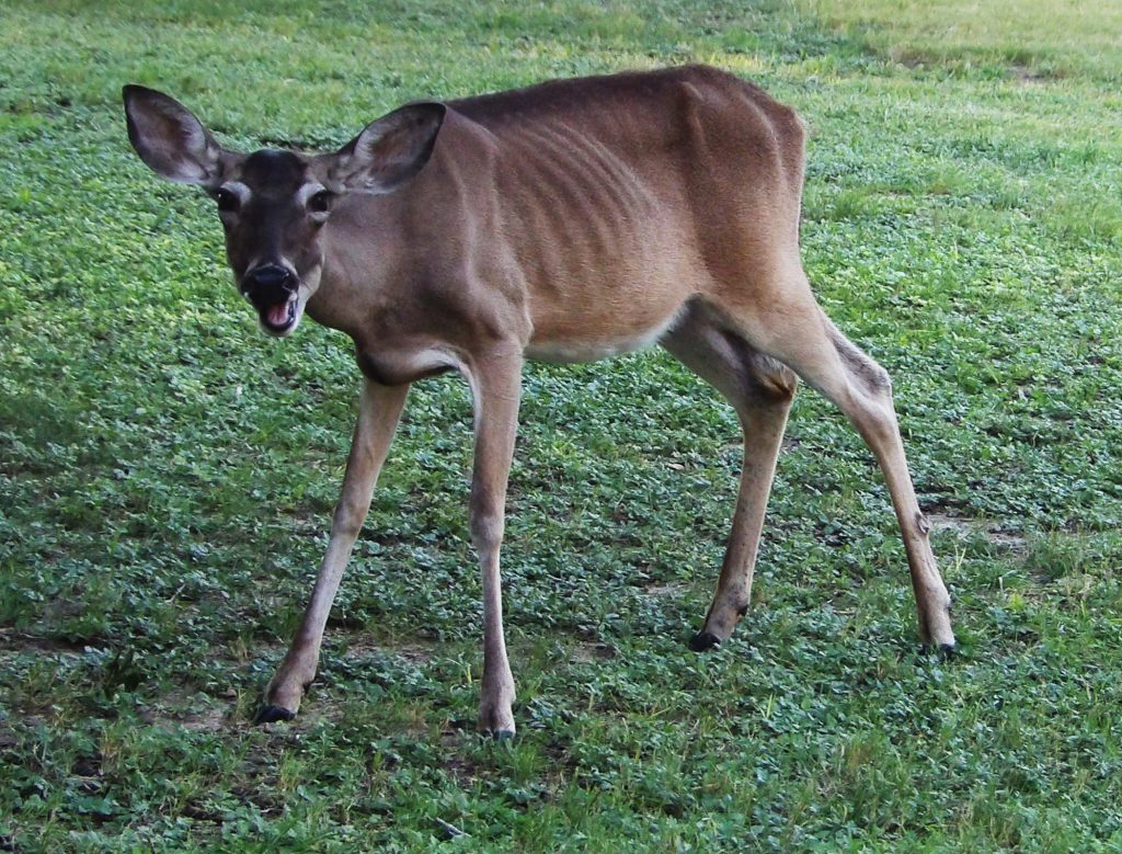 startled_deer