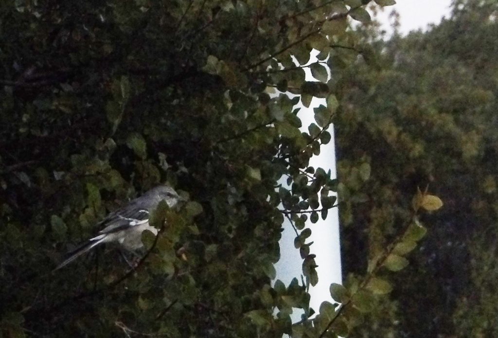 a bird on campus