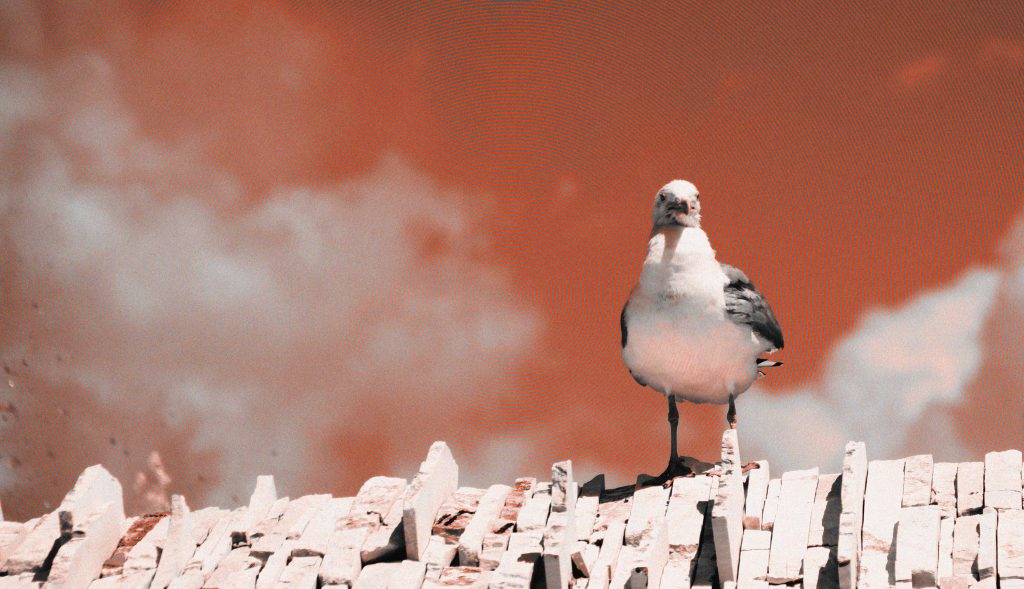 Seagull by Keanu Born