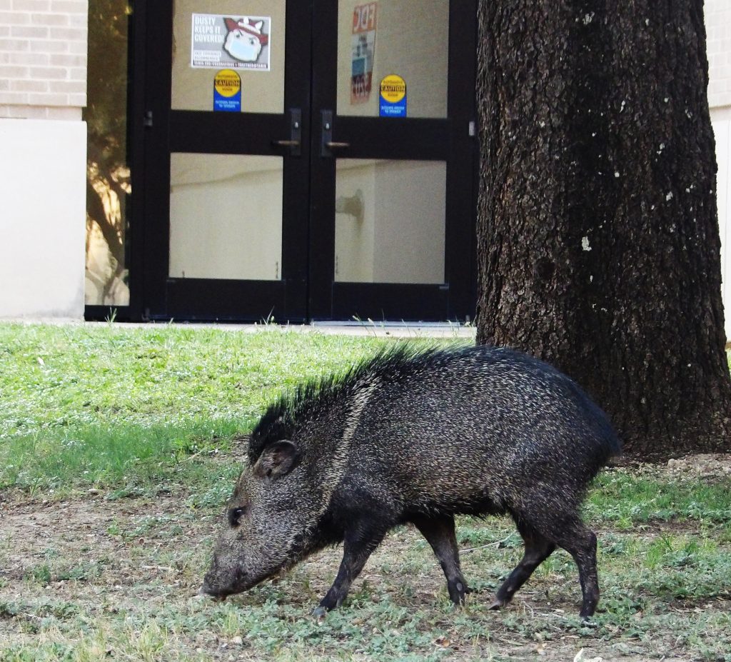 Javelina