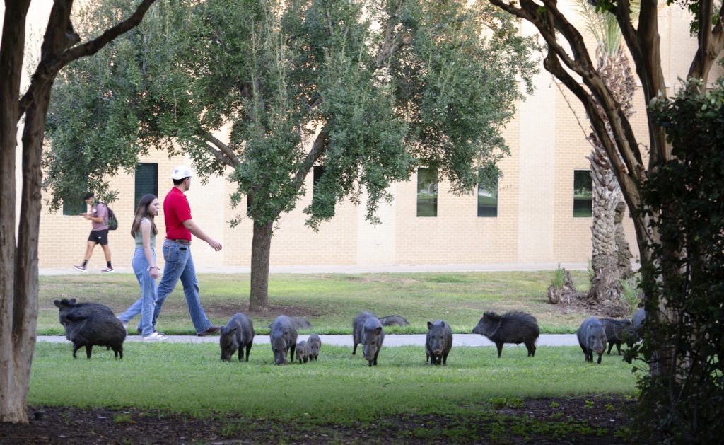 Squadron of javelinas as students walk by