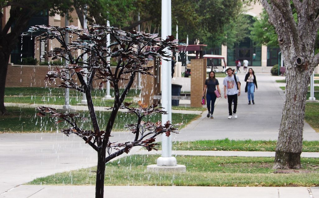 "Tree of Luck" on campus