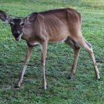 startled_deer