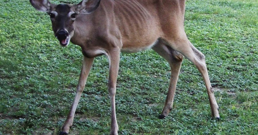 PHOTO STORY: Wildlife startled by return of student life