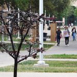 "Tree of Luck" on campus