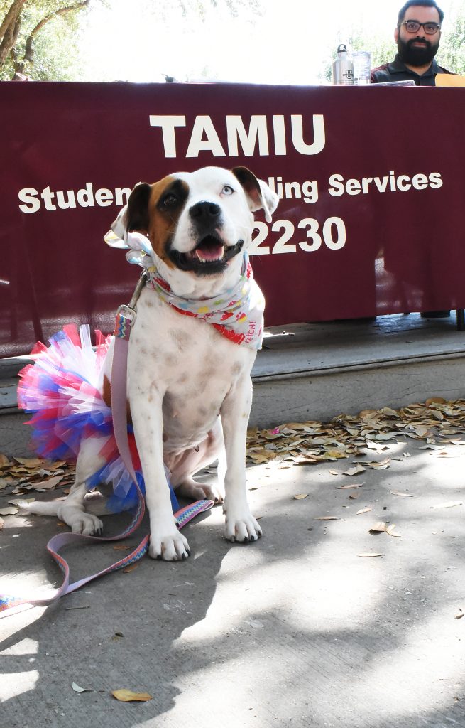 therapy dog